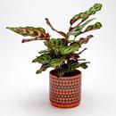 Magpie x Hornsea Repeat Flower Medium Planty Plant Pot in Orange 